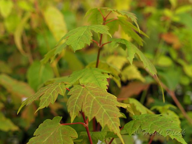 Acer caudatum ssp ukurunduense.jpg - Acer caudatum ssp ukurunduense